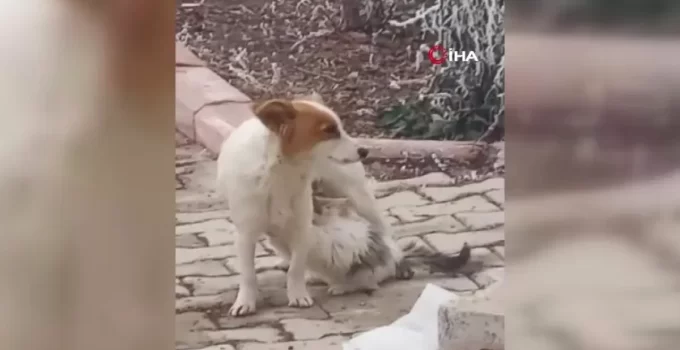 Çiko isimli köpek, annesiz kalan yavru kediyi emziriyor