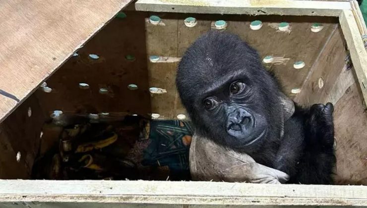 Havalimanında yavru goril bulunmuştu… Tayland polisi harekete geçti!